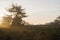 Tree and moorland during sunrise