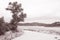 Tree at Morar Bay Beach, Scotland