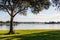 Tree in Morning Light on Mission Bay in San Diego