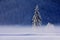 Tree in the morning mist with snow in winter in the Salzkammergut