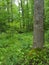 Tree with Moss and Ferns