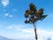 a tree on a mountain plain against a background of blue sky