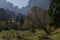 tree in a mountain valley with rocky crest in background