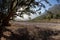 Tree and mountains at Socotra island