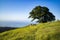 Tree on Mt Tamalpais Spring