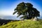 Tree on Mt Tamalpais Spring