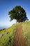 Tree on Mt Tamalpais Spring