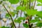 tree mulberry nature herb