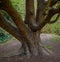 Tree with multiple trunks