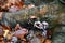 Tree mushroom bunch at wet wood bark surface on ground among wet fallen leaves after autumn rain. Piece of dirty tree bark.