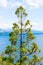 A tree with Nahuel Huapi lake and the mountains in the background