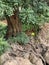 Tree near the waterfall of Vigario in the village of Alte in Algarve region, Portugal