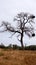 Tree with nests Nature Wildlife Kruger National Park