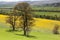 Tree in new leaf overlooking an Oilseed field