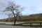 A tree next to the Mosel River in the winter time