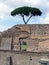 Tree next to Rome Ruins