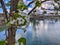 Tree next to water flowering in spring