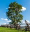 A tree next to a wooden fence on the Antietam National Battlefield on a sunny summer day