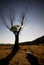 Tree at night, Bustarviejo, Madrid, Spain