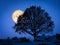 a tree at night with pale moon