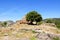 Tree and Nuraghe