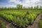 tree nursery, filled with young trees and experts growing them