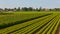 Tree nursery in the Netherlands