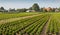 Tree nursery in the Netherlands