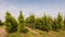 Tree nursery with oak trees