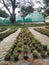 Tree, nursery, plants nursery house, greenery