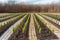 tree nursery with rows of newly planted trees