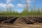 tree nursery with rows of newly planted trees