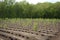 tree nursery with rows of newly planted trees