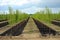 tree nursery with rows of newly planted trees