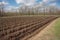 tree nursery, with rows of newly planted trees ready for growth