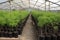 tree nursery, with saplings in pots ready for transplanting