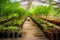 tree nursery, with saplings and seedlings growing in pots