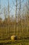 Tree nursery with young tree with root bale before transportation