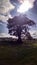 Tree oak field back lit silhouette