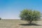 Tree in the oasis of the Namib Desert. Angola.