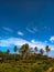 A tree object and blue sky potrait photograph