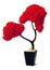 Tree old bark wood leaf leaves planter red