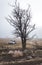 Tree and Old Truck in Winter Landscape