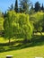 tree in one of the city parks