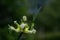 Tree onion, topsetting onion, walking onion, or Egyptian onion Allium proliferum  with young bulblets, or miniature onions