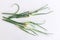 Tree onion, topsetting onions, walking onions, or Egyptian onions on a white background. Allium proliferum, are similar to common