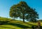 A tree and an opened gate on a hillside on a farm in Wexford, Pennsylvania, USA