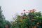 Tree with orange flowers and White-vented Myna Acridotheres grandis shrouded in fog in the morning time. Tropical Rain Forest in