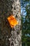 Tree with an orange trail marker in the mid-day sun