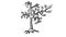 Tree outline sketch of a black-white appear on the